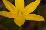 Fringed yellow star-grass